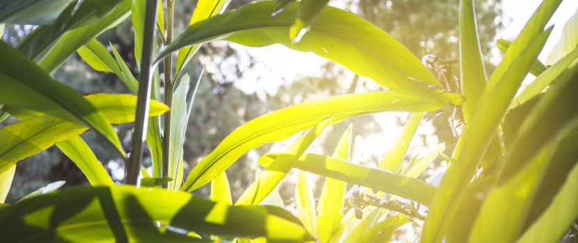 Understanding corn ethanol production