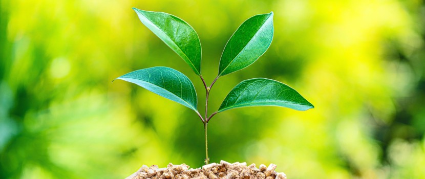 What is bioenergy? Environmental impact and applications